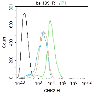 CHEK2 Rabbit pAb(bs-1391R)-50u