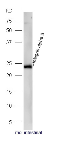 Integrin alpha 3 Rabbit pAb(bs
