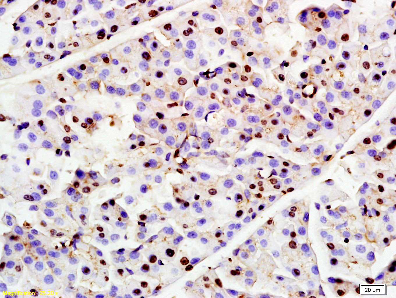 RNF7 Rabbit pAb(bs-7570R)-50ul