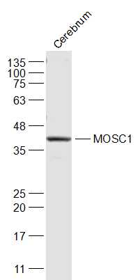 MOSC1 Rabbit pAb(bs-17724R)-50