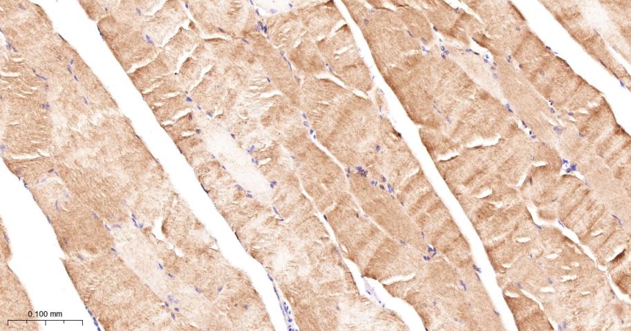 LDHA Rabbit pAb(bs-34202R)-50u