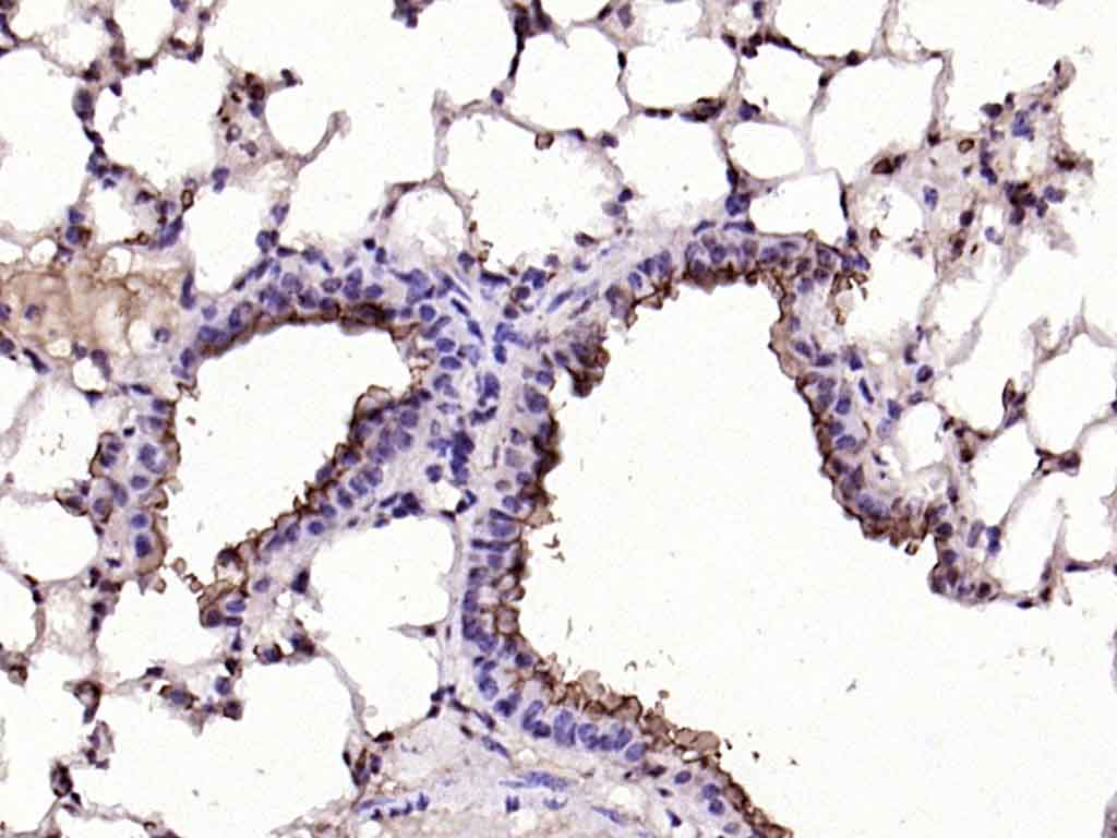 MUC1 Rabbit pAb(bs-1497R)-50ul