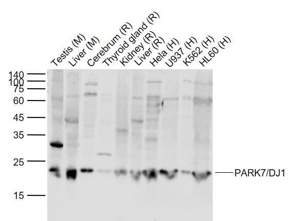 PARK7/DJ1 Rabbit pAb(bs-1306R)
