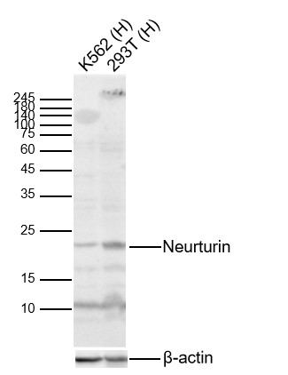 Neurturin Rabbit pAb(bs-0073R)
