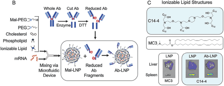 DSPE-PEG2000-MAL：赋能in vivo CAR-T递送的新抓手