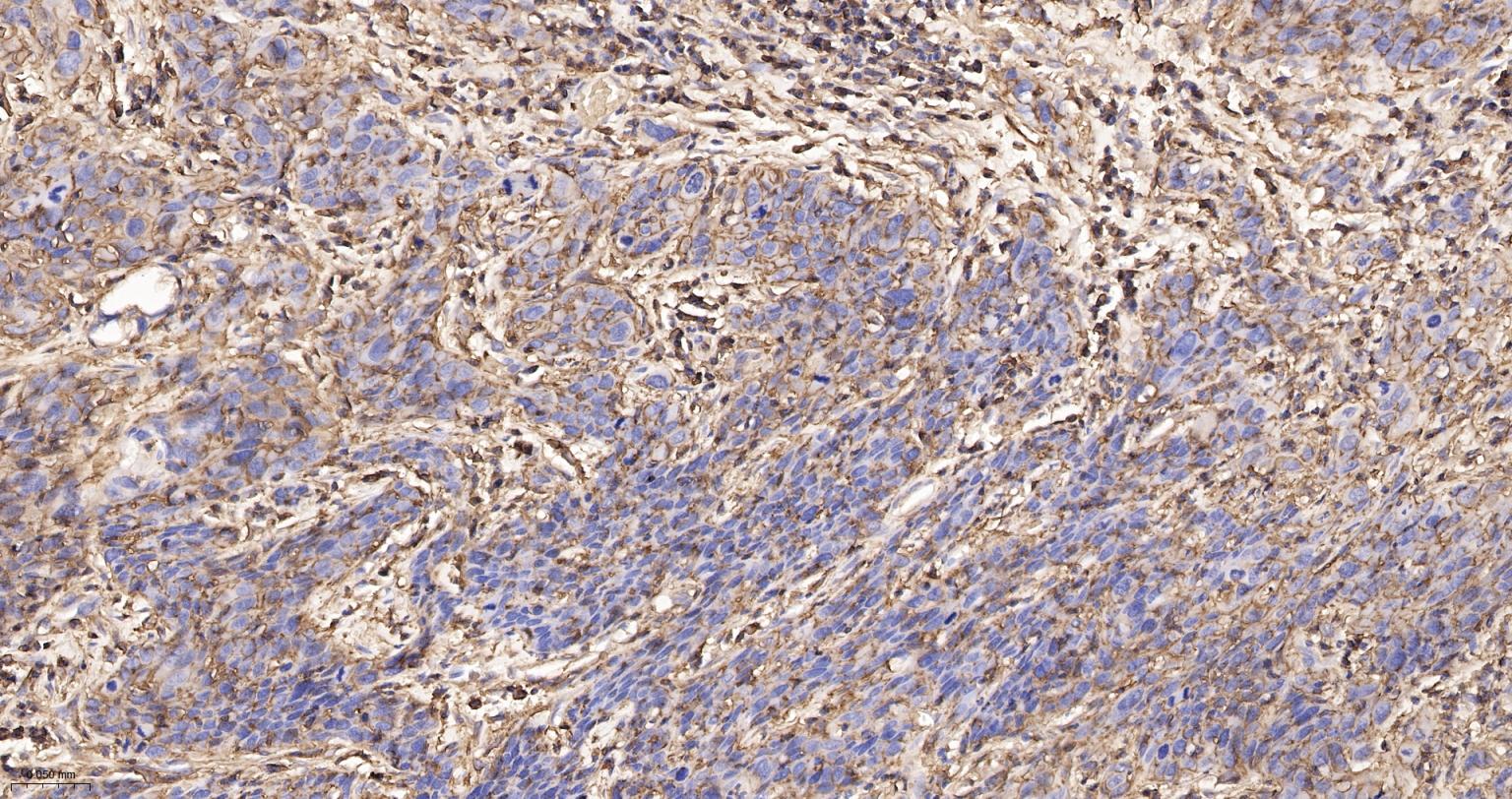 CD44 Recombinant Rabbit mAb(bs