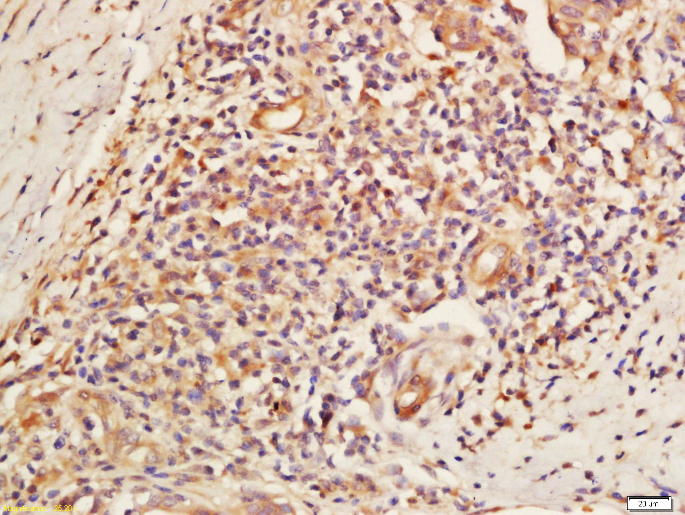 DNA Ligase III Rabbit pAb(bs-1