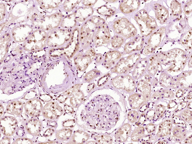 SAP30 Rabbit pAb(bs-19384R)-50