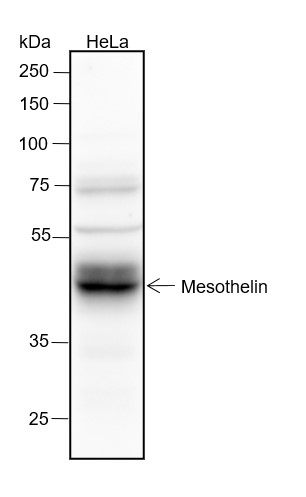 Mesothelin Recombinant Rabbit 