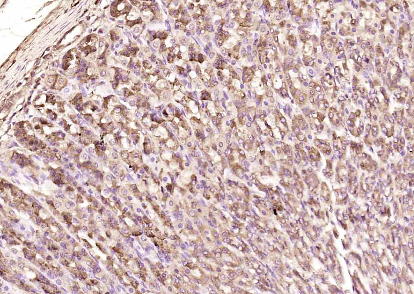 KGF Rabbit pAb(bs-0734R)-50ul/