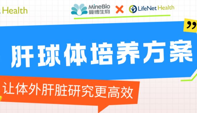 LifeNet培养方案：助力体外肝脏研究轻松构建3D肝球体