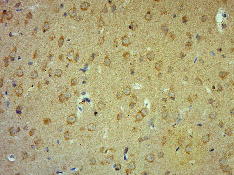 Ephexin-1 Rabbit pAb(bs-11458R