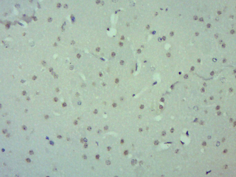 ZUFSP Rabbit pAb(bs-16394R)-50