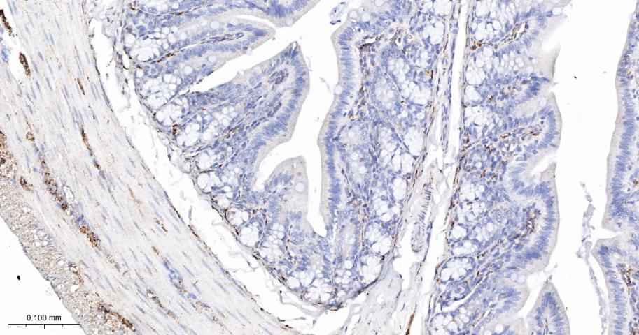 Synaptophysin Recombinant Rabb
