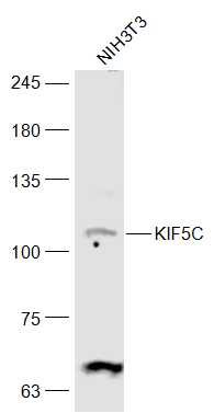 KIF5C Rabbit pAb(bs-17061R)-50