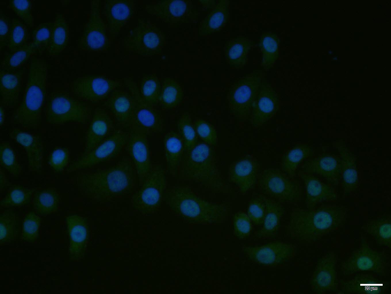 RORC Rabbit pAb(bs-3863R)-50ul