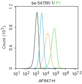 phospho-MBP (Tyr203) Rabbit pA