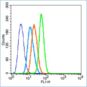 phospho-Bax (Ser184) Rabbit pA