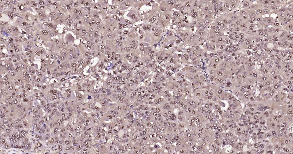 GAPDH Rabbit pAb, Loading Cont