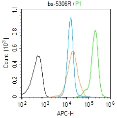 phospho-E2F1 (Ser332) Rabbit p