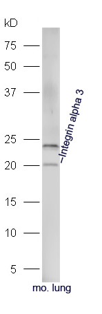 Integrin alpha 3 Rabbit pAb(bs