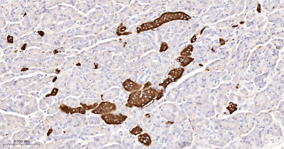 Synaptophysin Recombinant Rabb