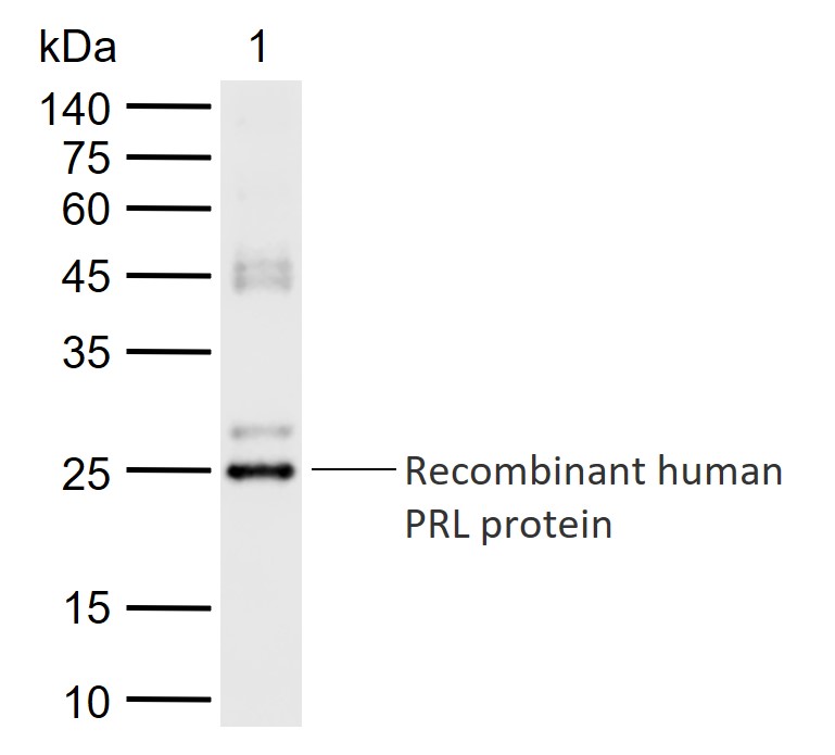 PRL Rabbit pAb(bs-0508R)-50ul/