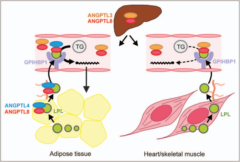 从单抗到siRNA：ANGPTL3靶点重塑降脂疗法格局
