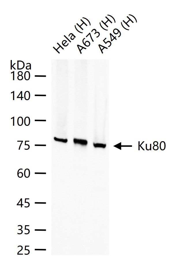 Ku80 Recombinant Rabbit mAb(bs
