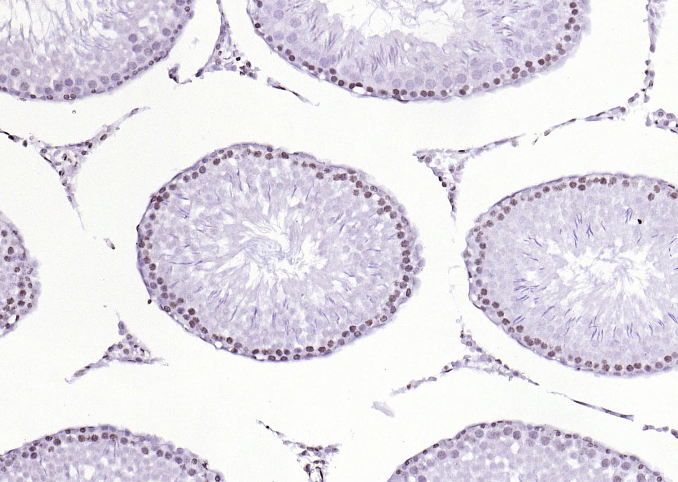 PEG3 Rabbit pAb(bs-1870R)-50ul