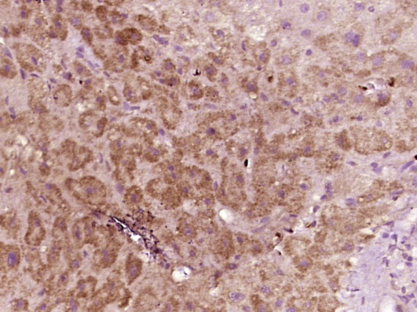 phospho-IRF3 (Ser386) Rabbit p