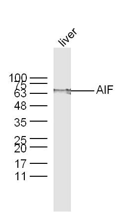 AIF Rabbit pAb(bs-0037R)-50ul/