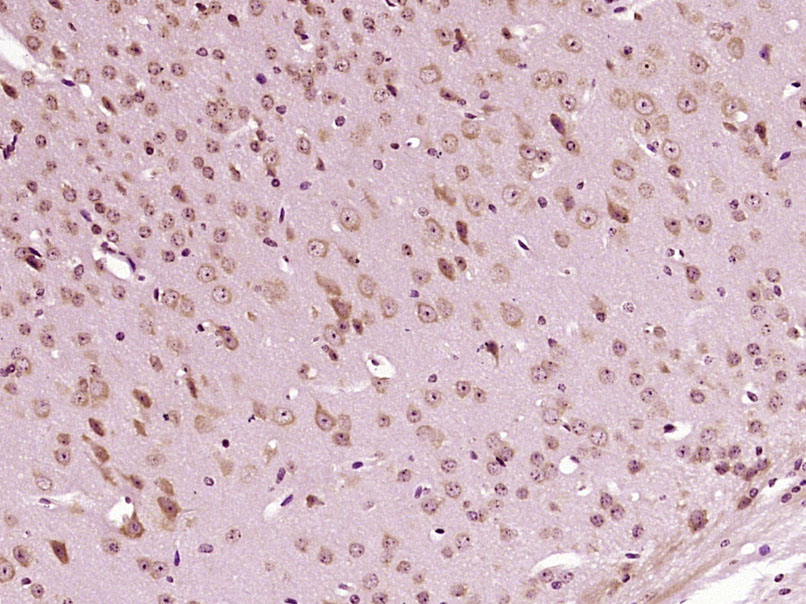 SAP30 Rabbit pAb(bs-19384R)-50