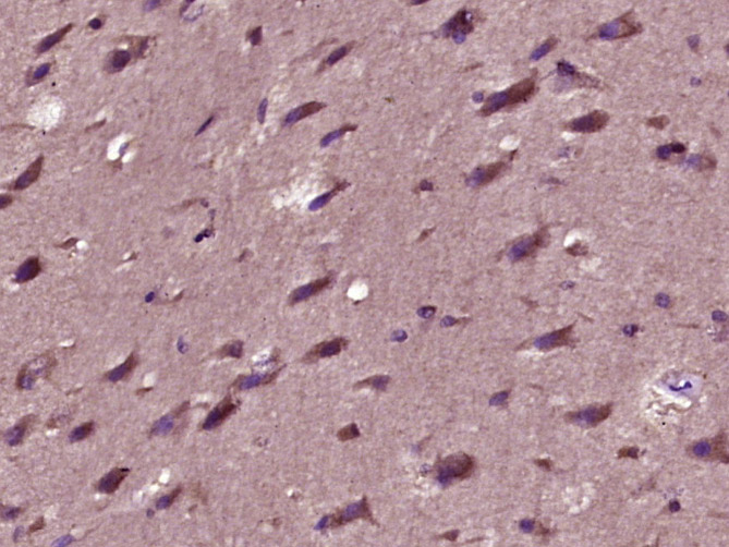 Peroxiredoxin 3 Rabbit pAb(bs-