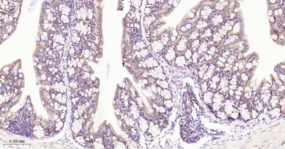 EIF2S1 Recombinant Rabbit mAb(