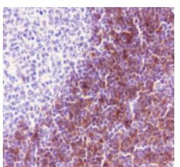 CD1c Recombinant Rabbit mAb(bs