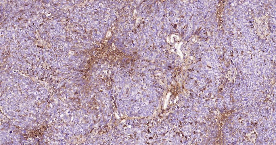 产品细节图片14