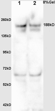 MDC1 Rabbit pAb(bs-2400R)-50ul