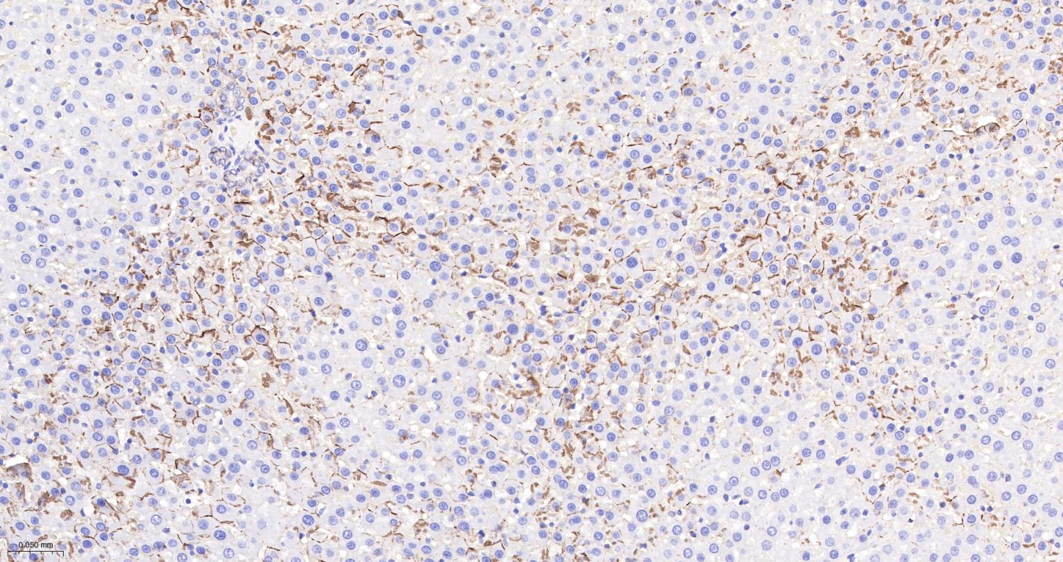 N-cadherin Mouse mAb(bsm-34125