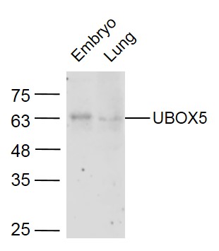UBOX5 Rabbit pAb(bs-9145R)-50u