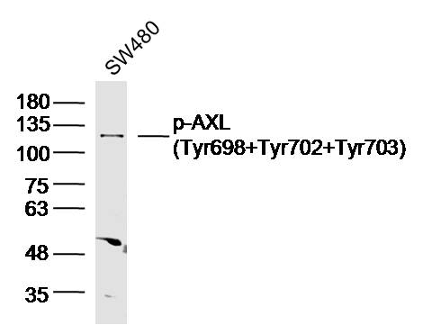 phospho-AXL (Tyr698+Tyr702+Tyr