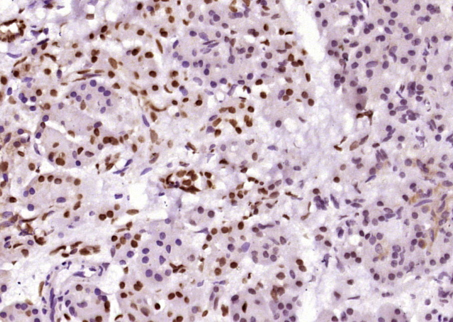 phospho-Bad (Ser134) Rabbit pA