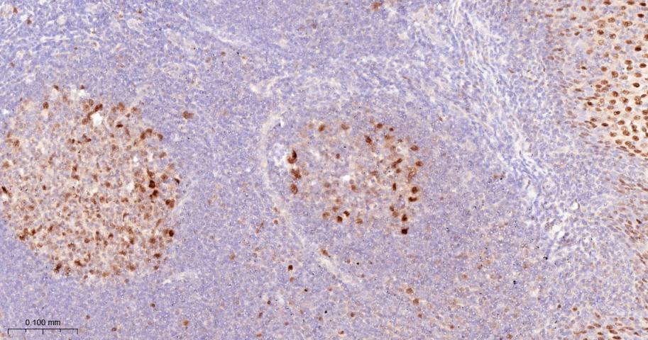 JUNB Recombinant Rabbit mAb(bs