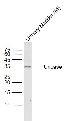 Uricase Rabbit pAb(bs-6716R)-5