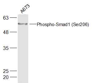 phospho-Smad1 (Ser206) Rabbit 