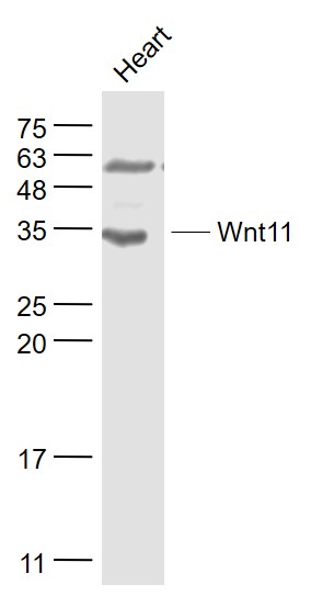 Wnt11 Rabbit pAb(bs-8568R)-50u