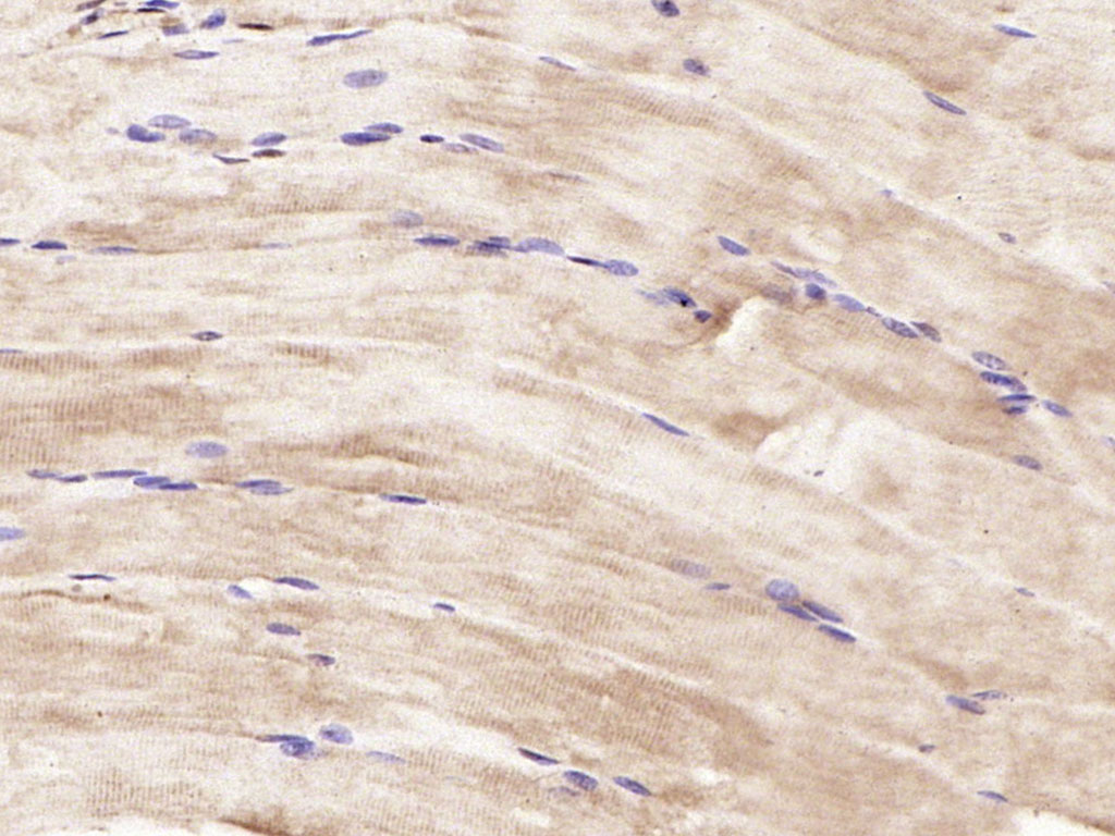 SIRT2 Rabbit pAb(bs-24319R)-50