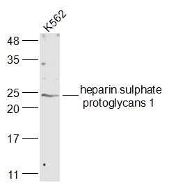 Syndecan 2 Rabbit pAb(bs-1904R