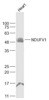 NDUFV1 Rabbit pAb(bs-3959R)-50