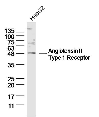 Angiotensin II Type 1 Receptor
